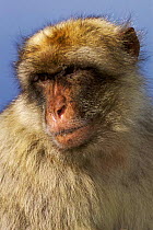 Barbary ape portrait {Macaca sylvanus} Gibraltar