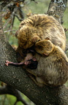 Barbary apes with baby {Macaca sylvanus} Gibraltar