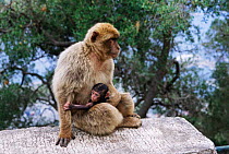 Barbary ape with baby {Macaca sylvanus} Gibraltar