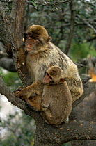 Barbary ape with juvenile {Macaca sylvanus} Gibraltar