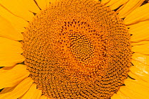 Sunflower close-up {Helianthus annuus} Spain