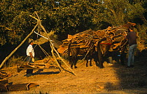 Harvesting cork from Cork oak trees {Quercus suber} loaded onto donkeys, Spain