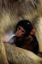 Barbary ape suckling young {Macaca sylvanus} Gibraltar