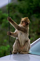 Barbary ape plays with car aerial {Macaca sylvanus}  Gibraltar