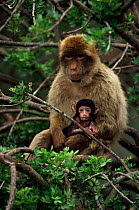 Barbary ape holding young {Macaca sylvanus}  Gibraltar