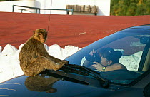 Barbary ape {Macaca sylvanus} sitting on car being photographed, Gibraltar