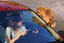 Barbary ape on car {Macaca sylvanus} Gibraltar