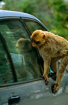 Barbary ape {Macaca sylvanus} climbing over car, Gibraltar