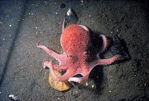 Common Atlantic Octopus {Octopus vulgaris} changes colour from white to red Sequence 3/3. New England, USA