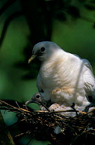 Torresian imperial pigeon on nest with chick {Ducula  spilorrhoa} Queensland Australia
