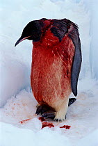 Emperor penguin {Aptenodytes forsteri} wounded in attack by Leopard seal,  Antarctica