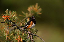 Rufous sided towhee {Pipilo erythrophthalmus} male calling on Pitch pine, New Jersey, USA.