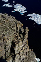Bird cliffs with nesting Kittiwakes and Guillemots Leopold Is, Canadian arctic