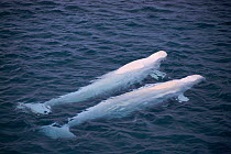 Beluga whale males {Delphinapterus leucas} Somerset Is, Canadian arctic