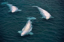 Beluga whales male {Delphinapterus leucas} Somerset Is, Canadian arctic Cunningham
