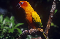 Sun conure / parakeet {Aratinga solstitialis} captive, Endangered, from Brazil and Guyana