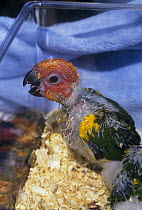 Sun conure / parakeet {Aratinga solstitialis} hand-reared chick for sale in Florida, USA, captive.  Endangered