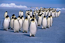 Emperor penguins  {Aptenodytes forsteri} returning to rookery from feeding at sea, Antarctic