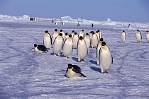 Emperor penguins return to rookery from feeding at sea {Aptenodytes forsteri} Antarctica. Some walking, some toboganning.