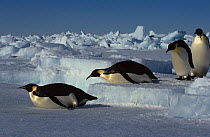 Emperor penguins return to rookery from feeding at sea {Aptenodytes forsteri} Antarctica