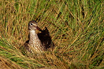 Willet {Tringa semipalmatus} on nest in long grass, Long Is, New York, USA