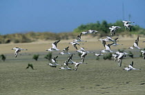Flock of Crab plovers {Dromas ardeola} in flight, Gulf of Kutch, Gujarat, India