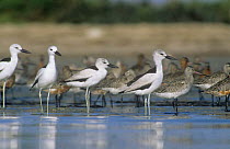 Crab plovers {Dromas ardeola} at water with Godwits in background, Barr Al Hikman, Oman