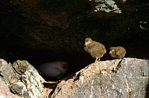 Snowy sheathbill {Chionis alba} chicks with adult on nest in background, Seal Island, Antarctica