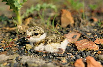 Ringed plover chick {Charadrius hiaticula} camouflaged on nest, Yorkshire, UK