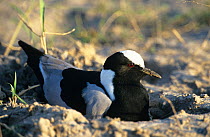 Blacksmith plover {Vanellus armatus} adult on nest, Chobe NP, Botswana