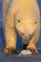 Polar bear male with piece of ice {Ursus maritimus} Hudson's Bay, Canada