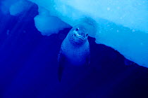 Leopard seal under ice {Hydrurga leptonyx} Antarctica