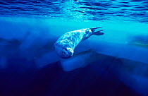 Leopard seal {Hydrurga leptonyx} swimming under ice, Antarctica.