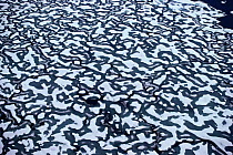 Aerial view of melting pack ice in spring, Canadian Arctic