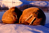 Two Walrus hauled out on ice floe {Odobenus rosmarus},  Greenland