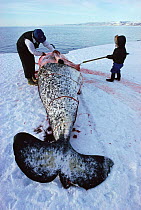 Inuit hunter cuts up dead Narwhal {Monodon monoceros} Arctic Bay, Canadian Arctic