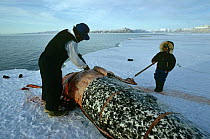 Inuit hunter with child, cutting up dead Narwhal {Monodon monoceros} Arctic Bay, Canadian arctic.