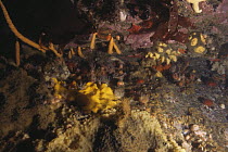 Underwater bethnic landscape, Signy Island, Antarctica