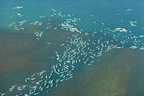 Aerial view of mass groups of Belugas / White whales {Delphinapterus leucas} in coastal waters in summer, Canadian Arctic