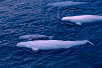 Beluga / White whale and calf {Delphinapterus leucas} swimming at surface, Canadian arctic, summer