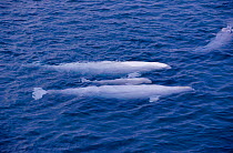 Beluga / White whales and calf {Delphinapterus leucas} swimming at surface, Canadian arctic, summer