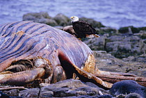 Humpback whale carcass washed ashore {Megaptera novaeangliae} and Bald Eeagle, Ketchikan, Alaska, USA