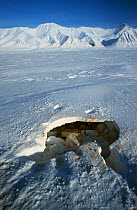 Ringed seal {Phoca hispida} lair, after it has been pounded by Polar bear, Svalbard, Norway.