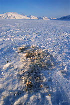 Site of Ringed seal {Phoca hispida} kill by Polar bear, Svalbard, Norway.