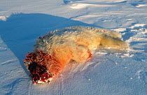 Ringed seal {Phoca hispida} pup killed by Arctic fox, Svalbard, Norway
