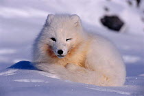 Arctic fox in winter coat on sea ice {Vulpes lagopus} Svalbard, Norway, winter