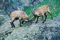 West caucasian tur males fighting {Capra caucasica} Caucasus mountains, Russia.