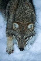 Grey wolf in snow {Canis lupus}