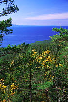 Larch taiga forest beside Lake Baikal, Svyatoy Nos Peninsular, Russia