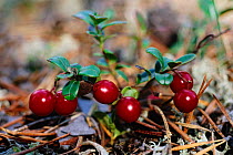 Cowberry fruit {Vaccinium vitis-idaea} Lake Baikal, Russia